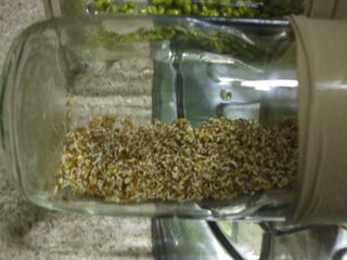 Starting to sprout after a couple of days